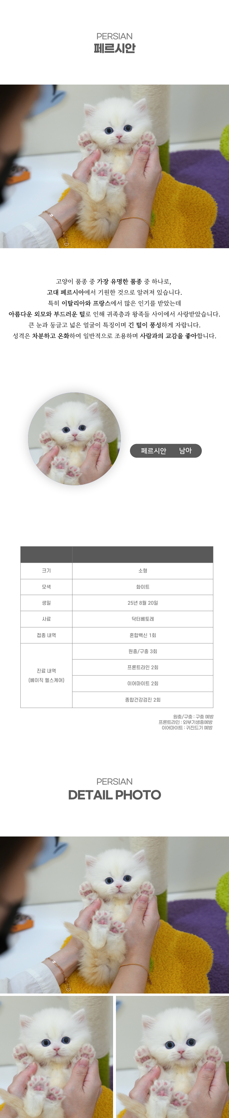 페르시안_상세이미지_2